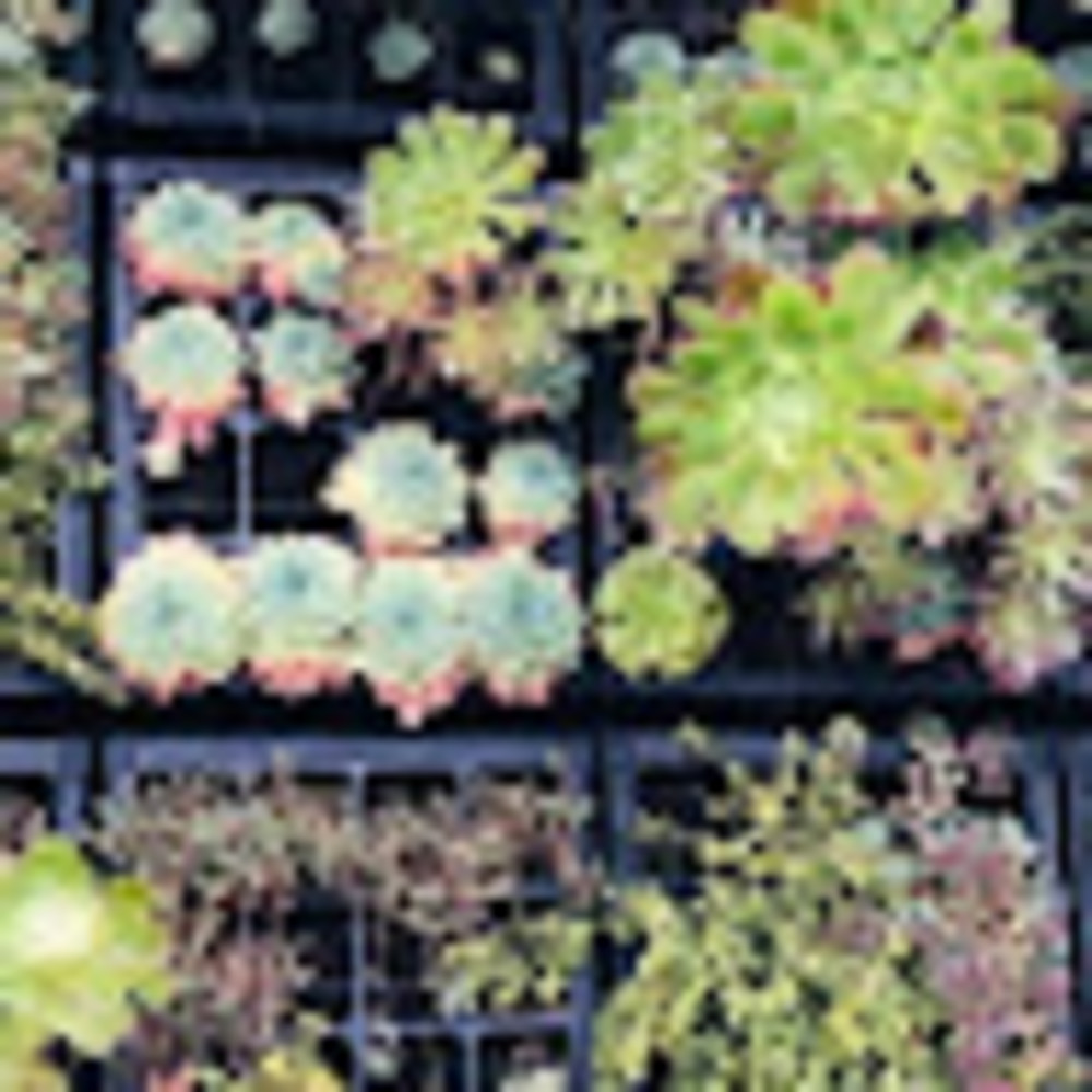 Meet your Posher, Jody